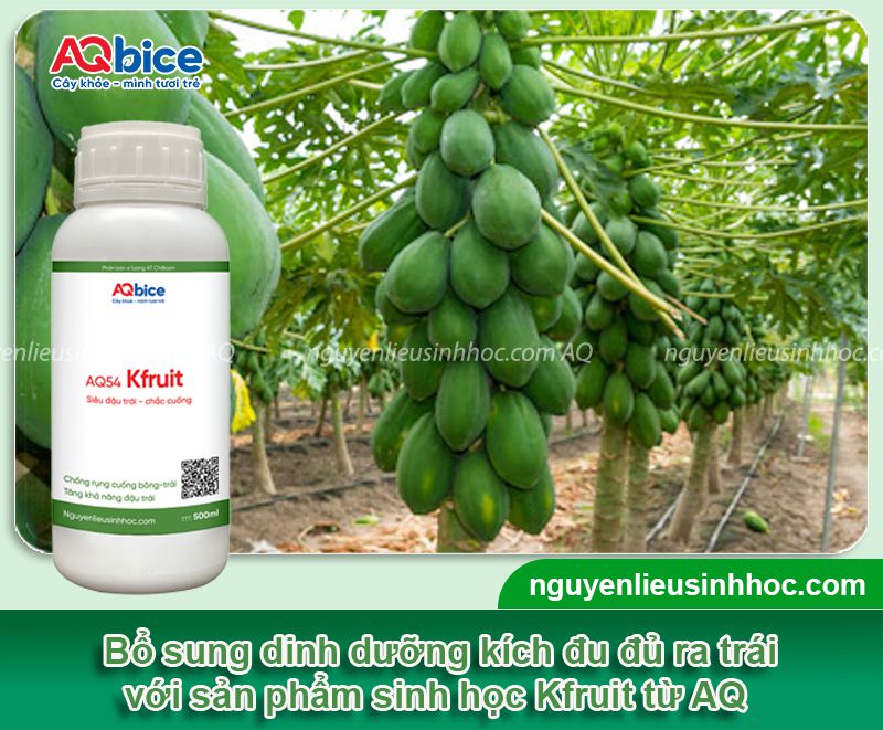 Kích cây đu đủ ra trái đúng vụ và chăm sóc trái to trĩu cành