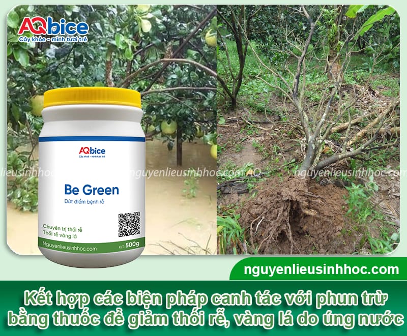 Nhận biết bưởi bị úng nước và các biện pháp xử lý an toàn