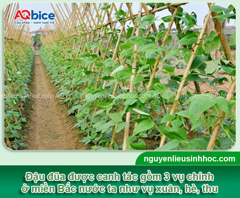 Thời vụ trồng đậu đũa ở miền Bắc để cho năng suất cao 3 Thời vụ trồng đậu đũa ở miền Bắc và chăm sóc năng suất cao