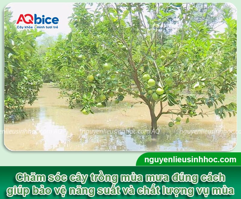 Biện pháp chăm sóc cây trồng vào mùa mưa 2025