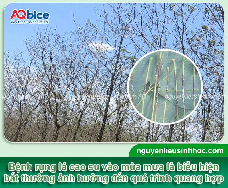 Cách điều trị bệnh rụng lá mùa mưa trên cây cao su dứt điểm