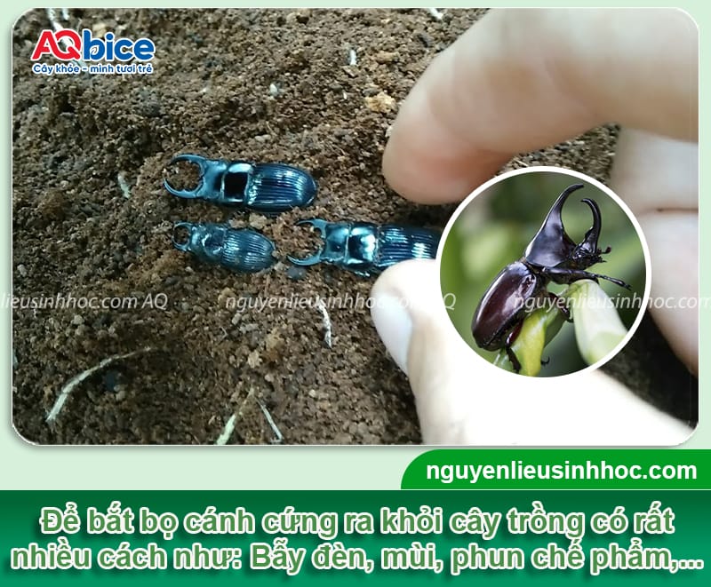 Các cách bắt bọ cánh cứng an toàn và giảm bớt mật độ lây lan