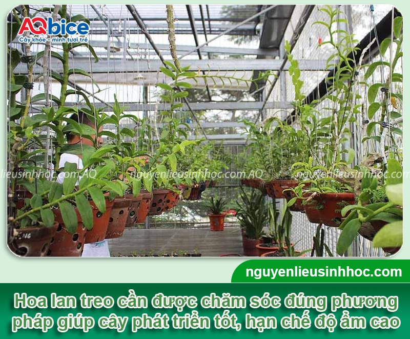 Cách chăm sóc hoa lan treo đúng kỹ thuật, hoa bền màu nở đều