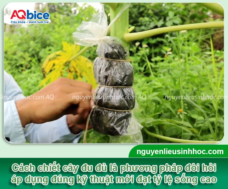Hưỡng dẫn cách chiết cây đu đủ tỷ lệ sống cao, phát triển tốt