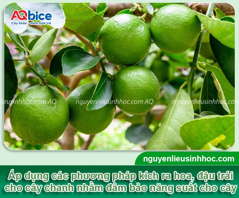 Hướng dẫn cách làm cho cây chanh ra trái đều, mọng nước