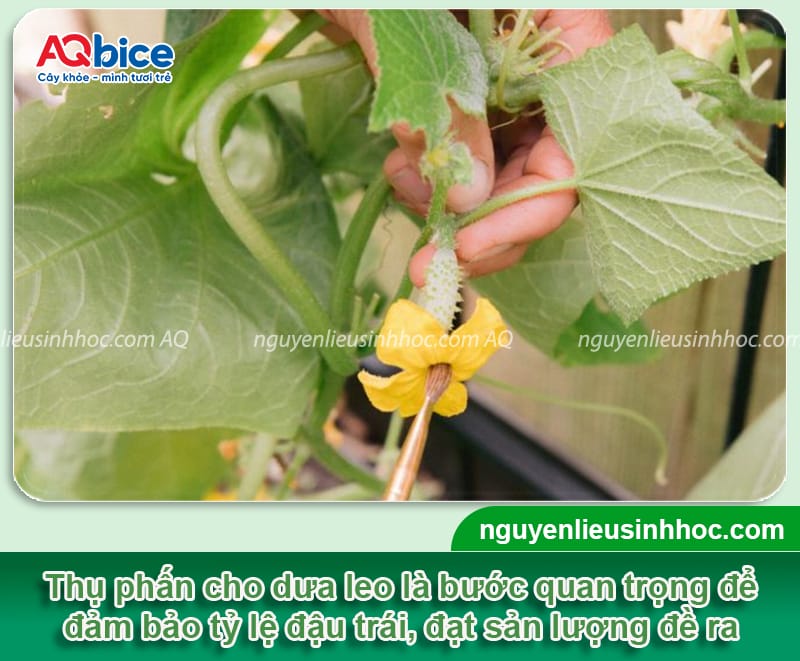 Hướng dẫn cách thụ phấn cho dưa leo giúp vườn đậu sai quả