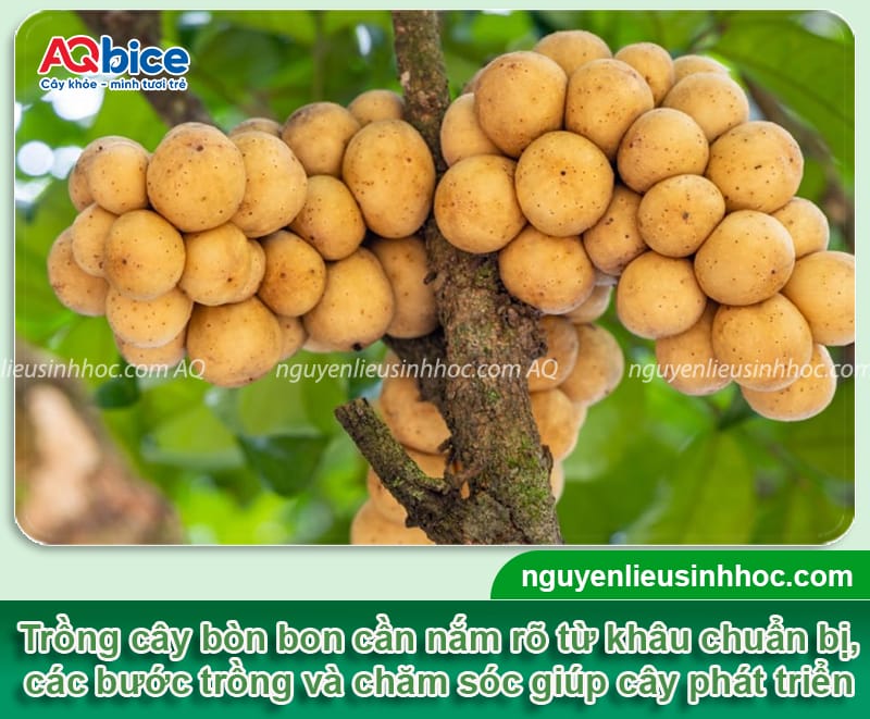 Hướng dẫn cách trồng cây bòn bon nhanh ra quả, ít sâu bệnh