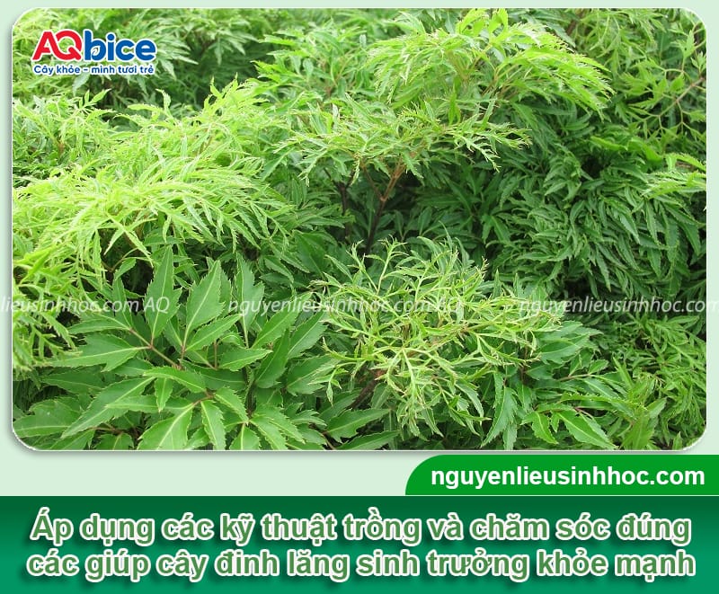Hướng dẫn cách trồng cây đinh lăng phát triển, ít sâu bệnh