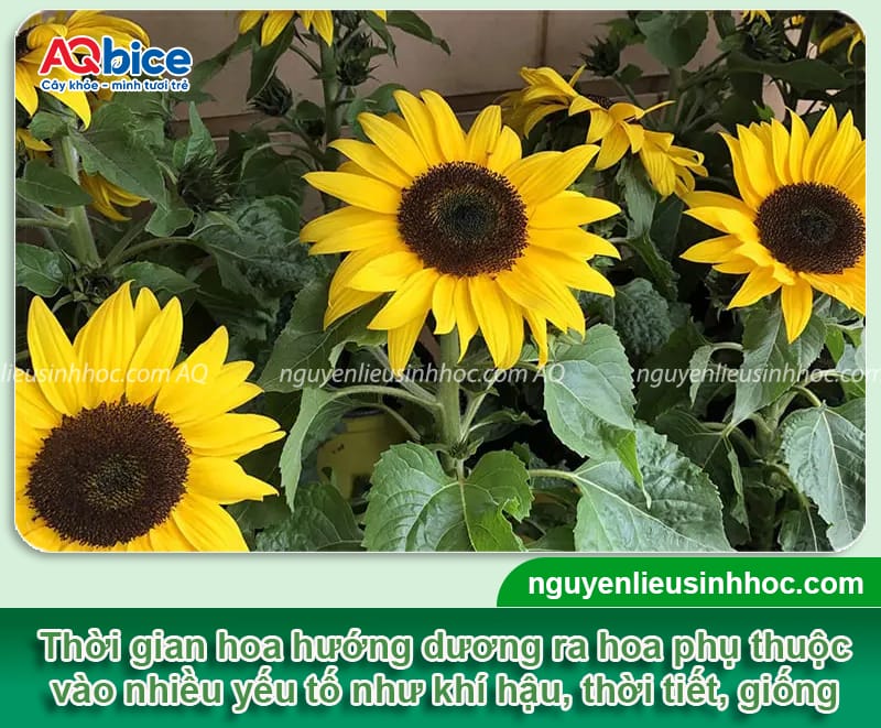 Hoa hướng dương trồng bao lâu ra hoa và các cách chăm sóc