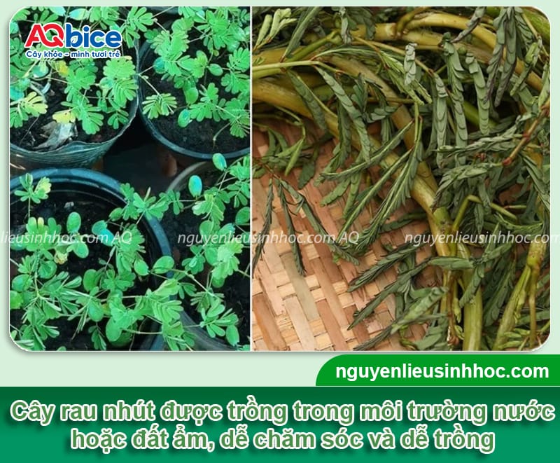 Kỹ thuật trồng cây rau nhút hiệu quả, cho năng suất cao
