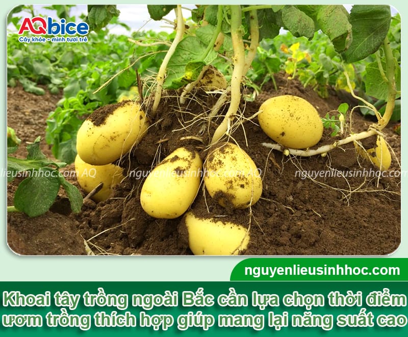 Miền Bắc trồng khoai tây vào tháng mấy cho củ to và nhiều?