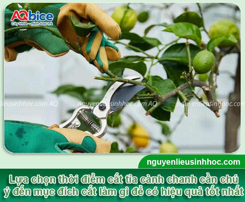 Thời điểm cắt tỉa cây chanh phù hợp và cách tỉa đúng cách