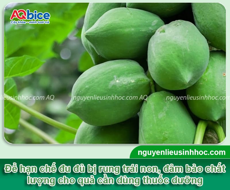 Thuốc dưỡng trái đu đủ: Giúp trái lớn nhanh, đẹp đồng đều