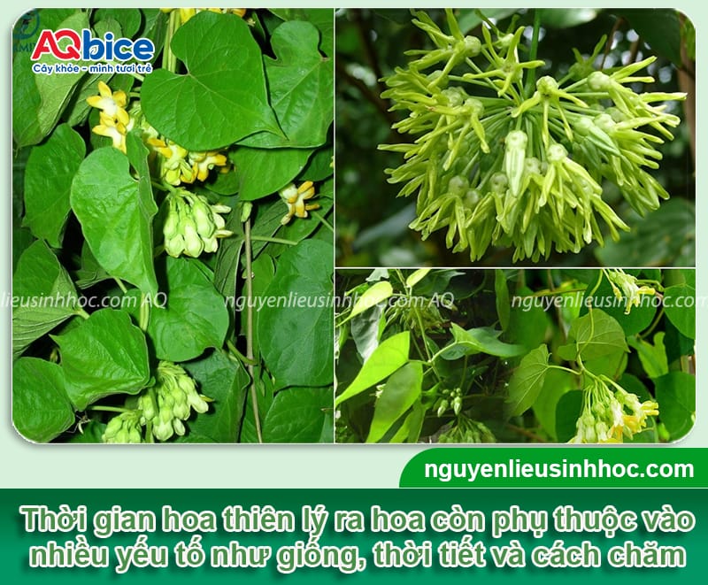 Trồng hoa thiên lý bao lâu thì ra hoa? Cách chăm hoa ra đều