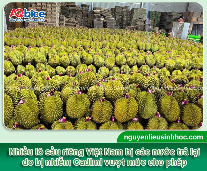 Cadimi trong sầu riêng: Hậu quả và Cách phòng trừ an toàn 3 Cadimi trong sầu riêng: Hậu quả và cách phòng trừ hiệu quả