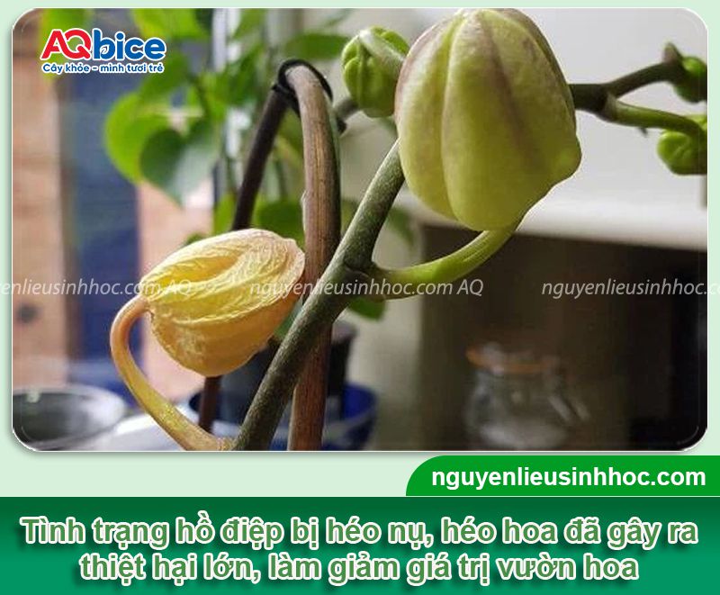 Lan hồ điệp bị héo hoa: Nguyên nhân, cách phục hồi hiệu quả 1 Lan hồ điệp bị héo hoa: Nguyên nhân, cách phục hồi hiệu quả