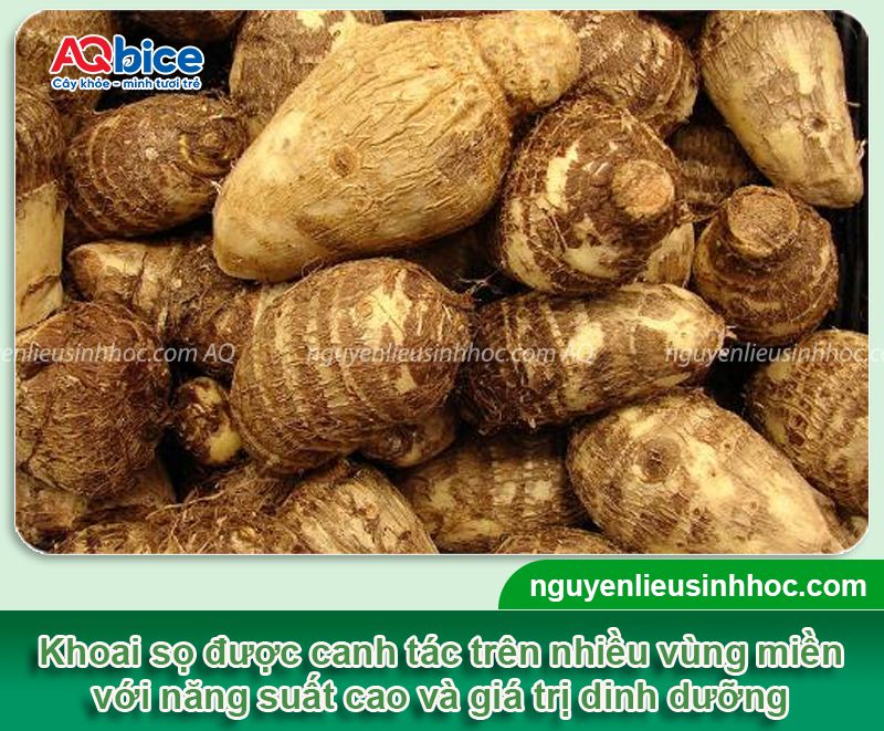 Trồng khoai sọ vào tháng mấy? Kỹ thuật trồng và chăm sóc củ to