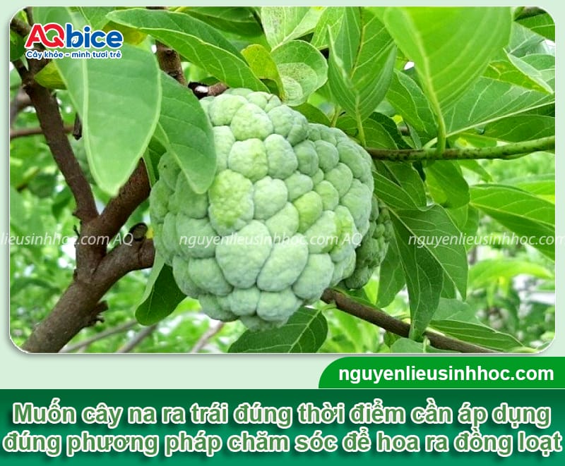 Cách chăm sóc cây na cho ra quả đồng đều, đạt tiêu chuẩn cao