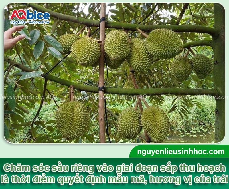 Hướng dẫn chăm sóc cây sầu riêng giai đoạn sắp thu hoạch