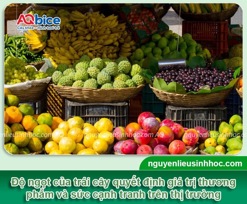 Cách làm tăng độ ngọt cho quả: Giải pháp giúp trái ngon, đậm vị