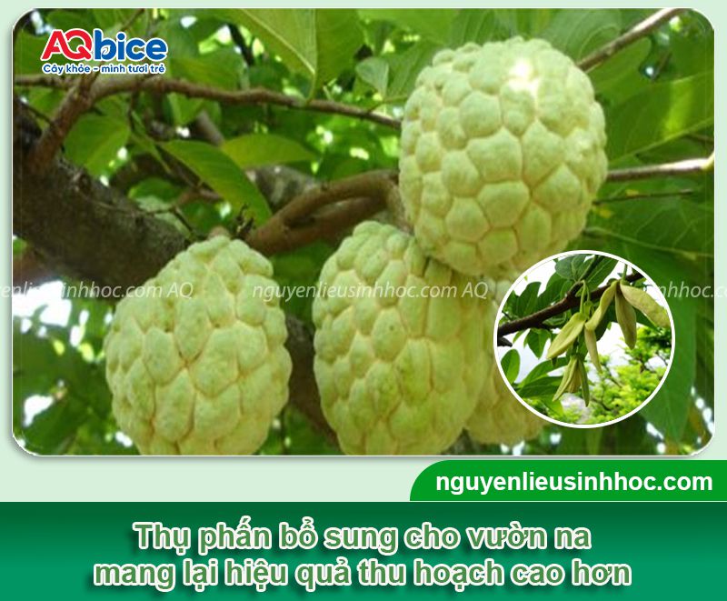 Cách thụ phấn cho na đúng kỹ thuật cho trái tròn đẹp sai trĩu