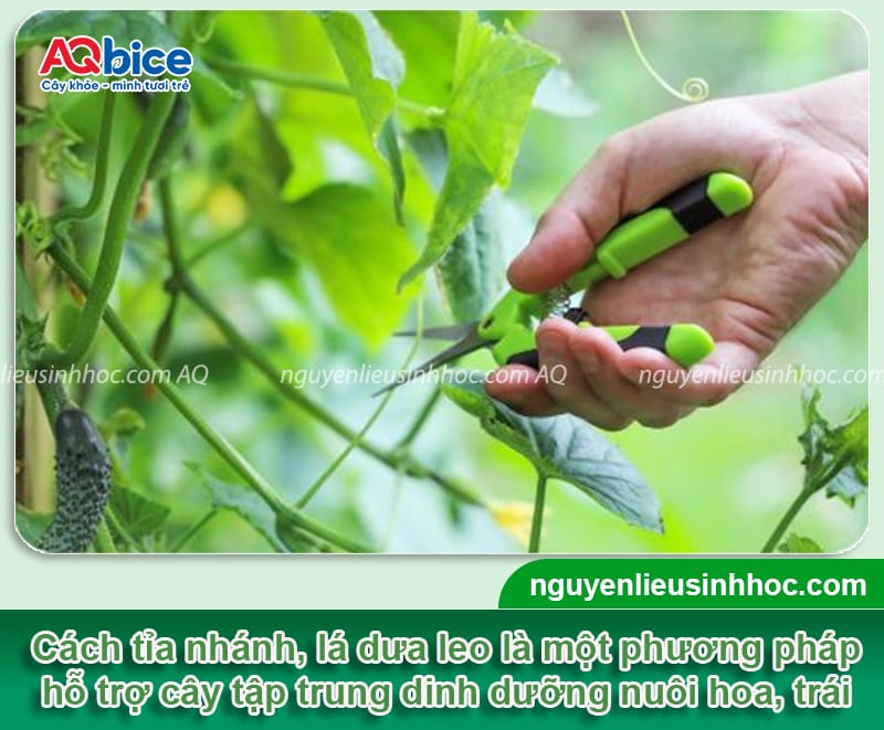 Hướng dẫn cách tỉa dưa leo đúng kỹ thuật, giúp trái ra nhiều