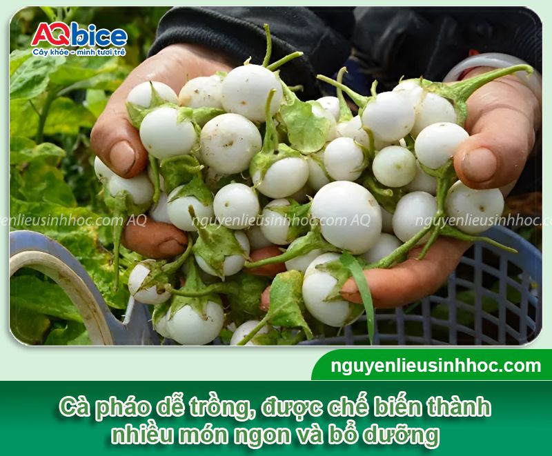 Cách trồng cà pháo bằng hạt đơn giản tại nhà nhanh cho trái