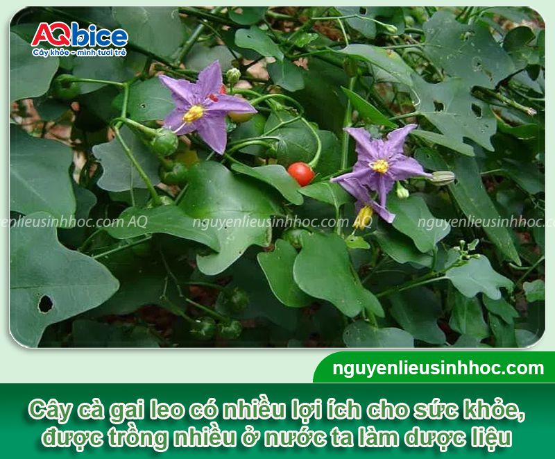 Cách trồng cây cà gai leo đơn giản, cho năng suất cao 1 Cách trồng cây cà gai leo năng suất cao, thu hái làm dược liệu
