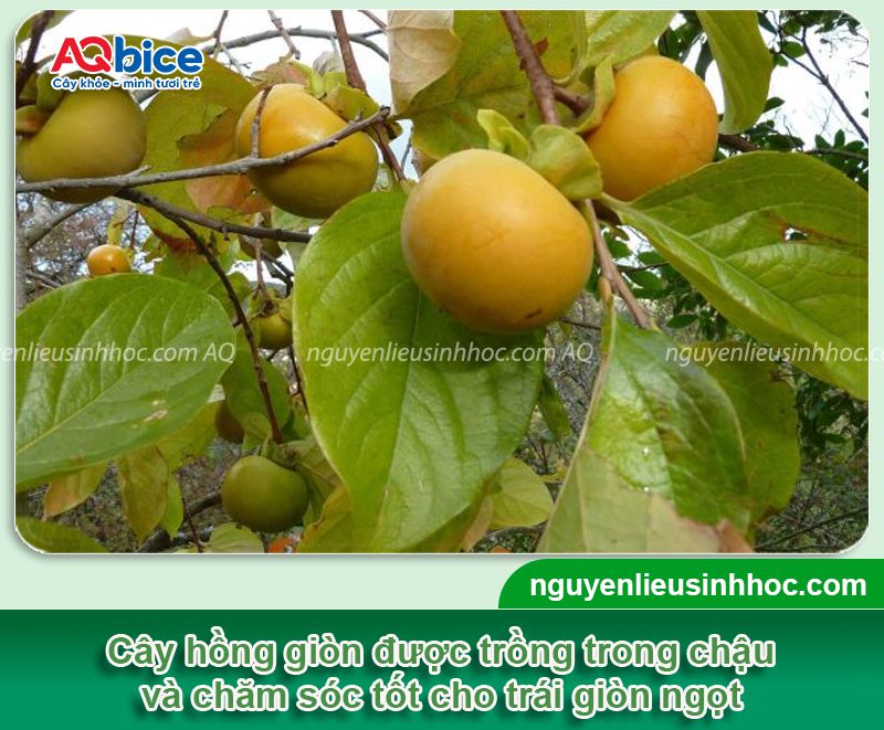 Thực hiện trồng cây hồng giòn trong chậu ngay tại nhà 1 Trồng cây hồng giòn trong chậu và chăm cây cho trái to