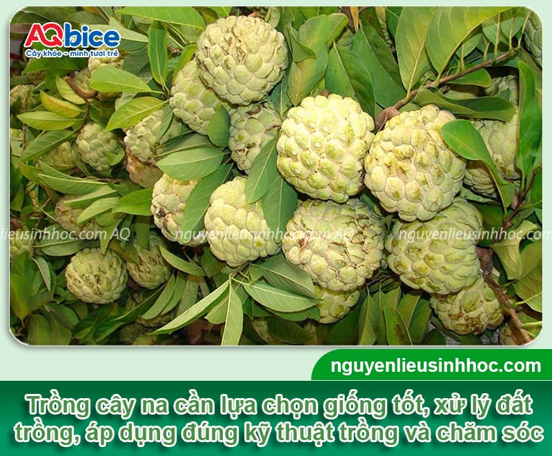 Cách trồng cây na đơn giản tại nhà cho quả ngọt sai trĩu cành