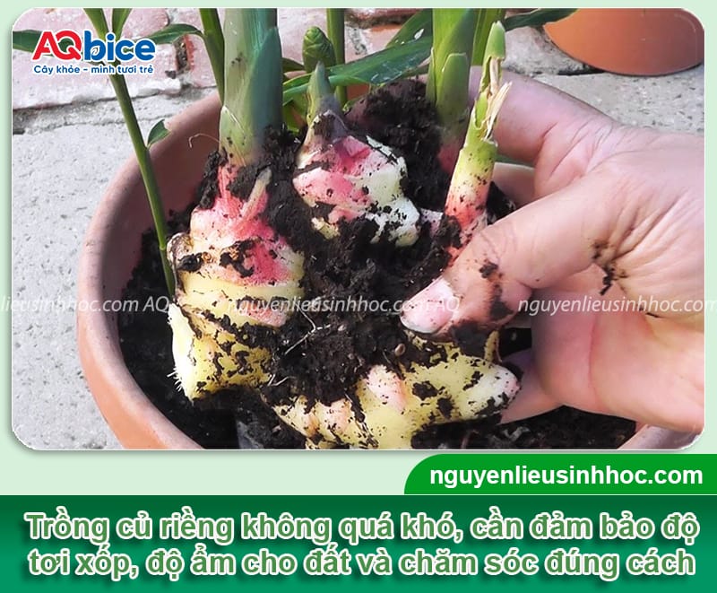 Hướng dẫn cách trồng củ riềng to đều, thu hoạch nhanh 1 Hướng dẫn cách trồng củ riềng to đều, đạt năng suất cao