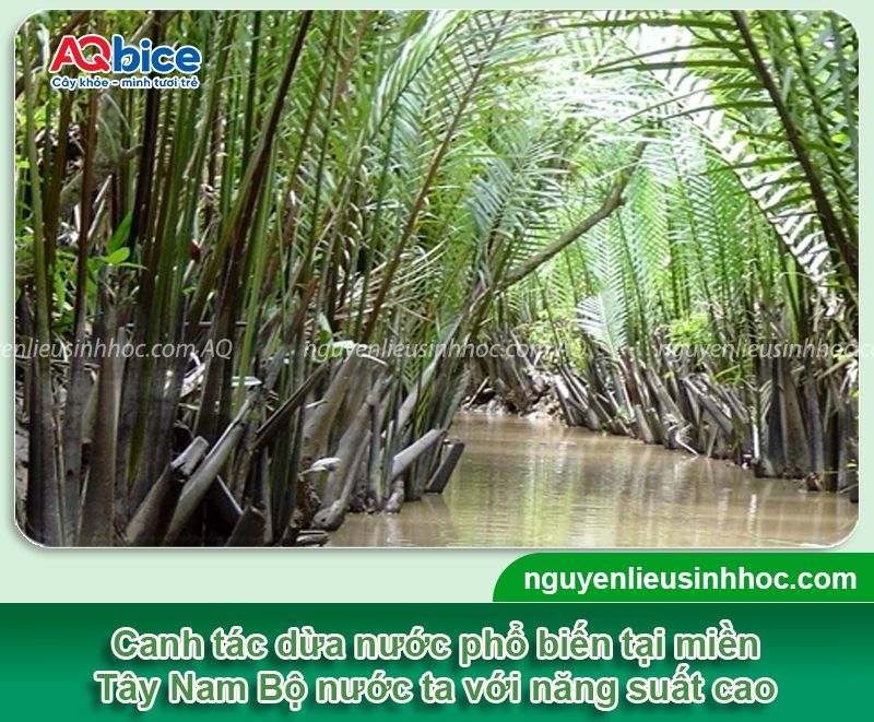 Cách trồng dừa nước đúng kỹ thuật, cho năng suất cao