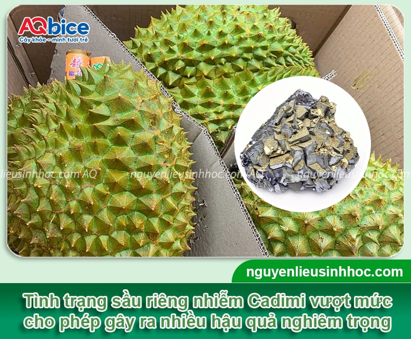 Cadimi trong sầu riêng: Hậu quả và cách phòng trừ hiệu quả