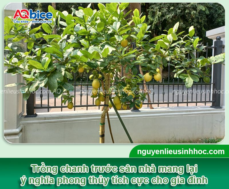 Trồng cây chanh trước nhà có tốt không? Vị trí phù hợp 1 Trồng cây chanh trước nhà có tốt không? Vị trí phù hợp