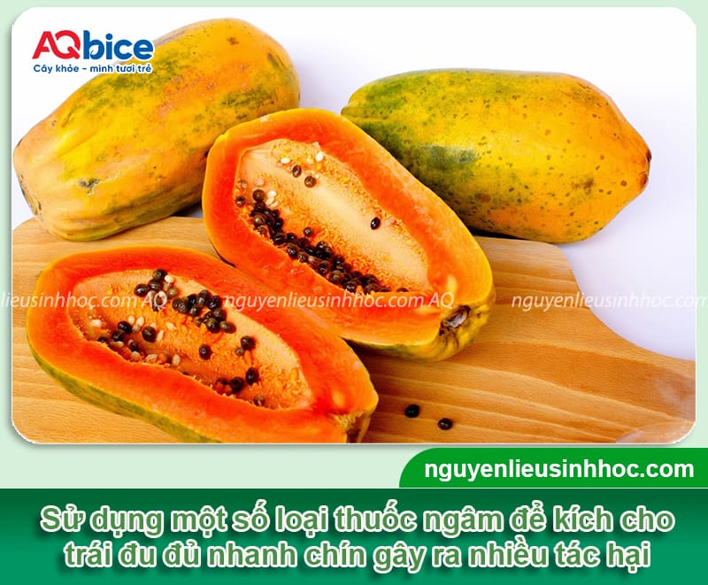 Nhận diện đu đủ ngâm thuốc và các giải pháp bảo vệ nông sản