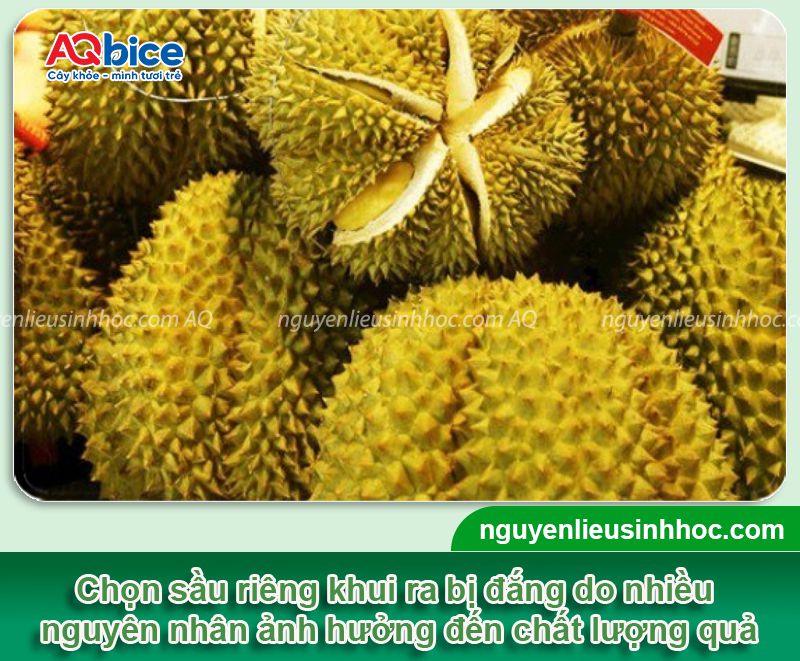 Sầu riêng bị đắng do đâu? Bỏ túi mẹo chọn sầu ngon nhất