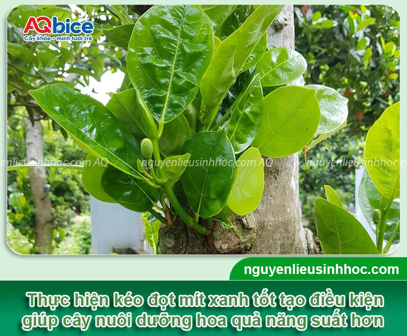 Kéo đọt mít: Bí quyết giúp ra trái sai trĩu, lớn nhanh 1 Kéo đọt mít nhanh mạnh và đồng loạt, nuôi bộ lá xanh tốt
