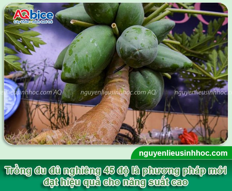 Kỹ thuật trồng cây đu đủ nghiêng và chăm sóc năng suất cao