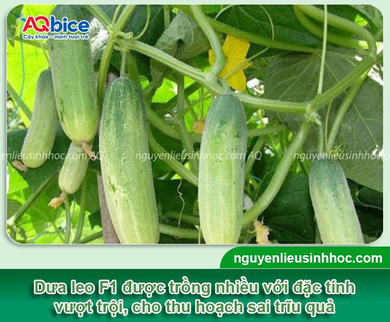 Kỹ thuật trồng dưa leo F1 và chăm sóc cho năng suất cao