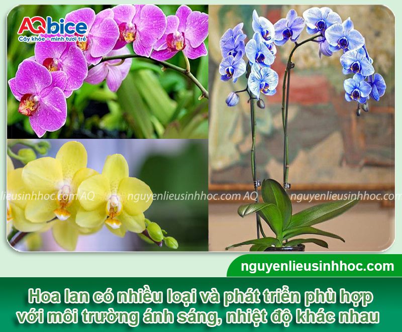 Hoa lan có ưa nắng không? Chăm sóc hoa lan nở rộ quanh năm