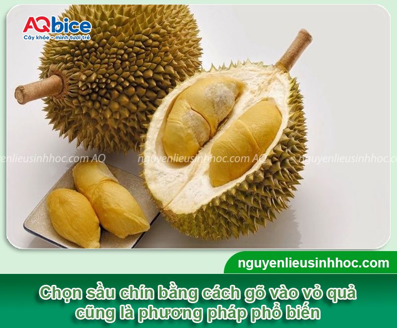 Cách gõ sầu riêng để chọn trái ngon và Những lưu ý khi gõ 1 Cách gõ sầu riêng phân biệt trái chín và lưu ý khi gõ