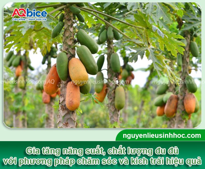 Cách kích cây đu đủ ra trái đúng vụ, sai trĩu, ít sâu bệnh 1 Kích cây đu đủ ra trái đúng vụ và chăm sóc trái to trĩu cành