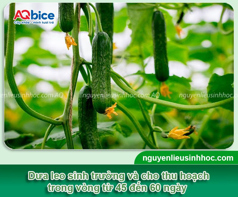 Dưa leo bao nhiêu ngày thu hoạch? Chăm sóc dưa nhanh lớn