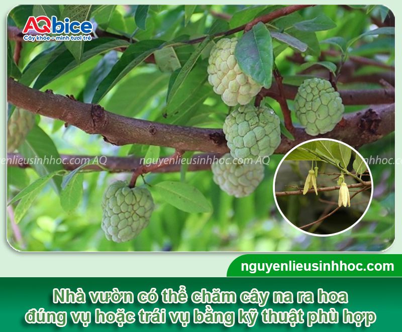 Cây na ra hoa vào tháng mấy? Kỹ thuật giúp hoa ra nhiều 1 Cây na ra hoa vào tháng mấy? Kỹ thuật giúp hoa ra nhiều