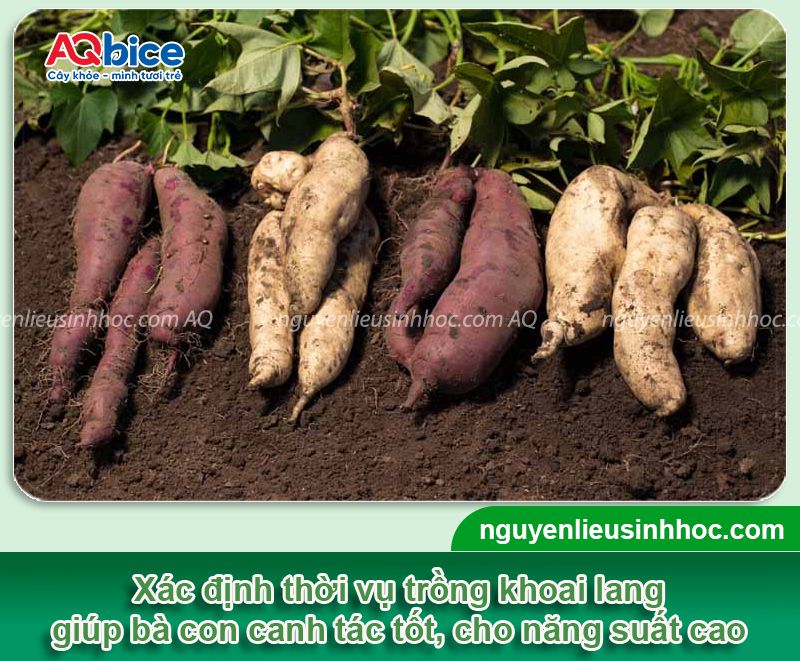 Thời vụ trồng khoai lang ở miền Bắc cho thu hoạch củ to