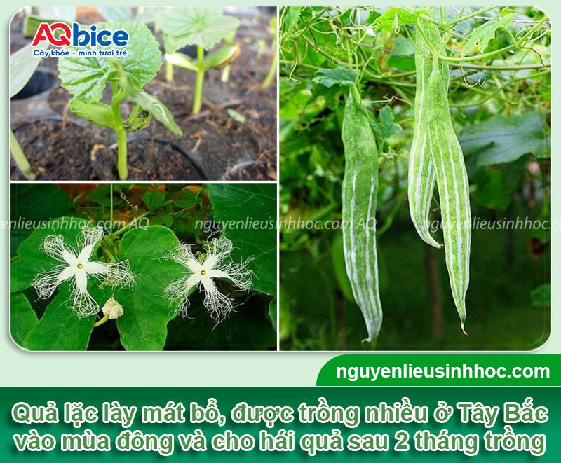 Thời vụ trồng lặc lày ở miền Bắc? Khi nào thu hoạch? 1 Thời vụ trồng lặc lày ở miền Bắc? Khi nào thu hoạch?