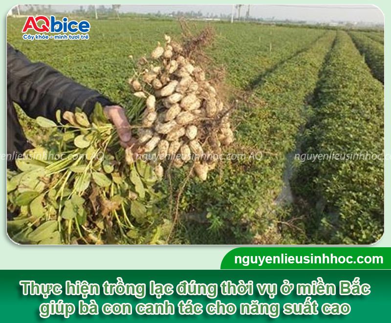 Thời vụ trồng lạc ở miền Bắc cho thu sớm, năng suất cao 1 Thời vụ trồng lạc ở miền Bắc cho củ to, năng suất cao