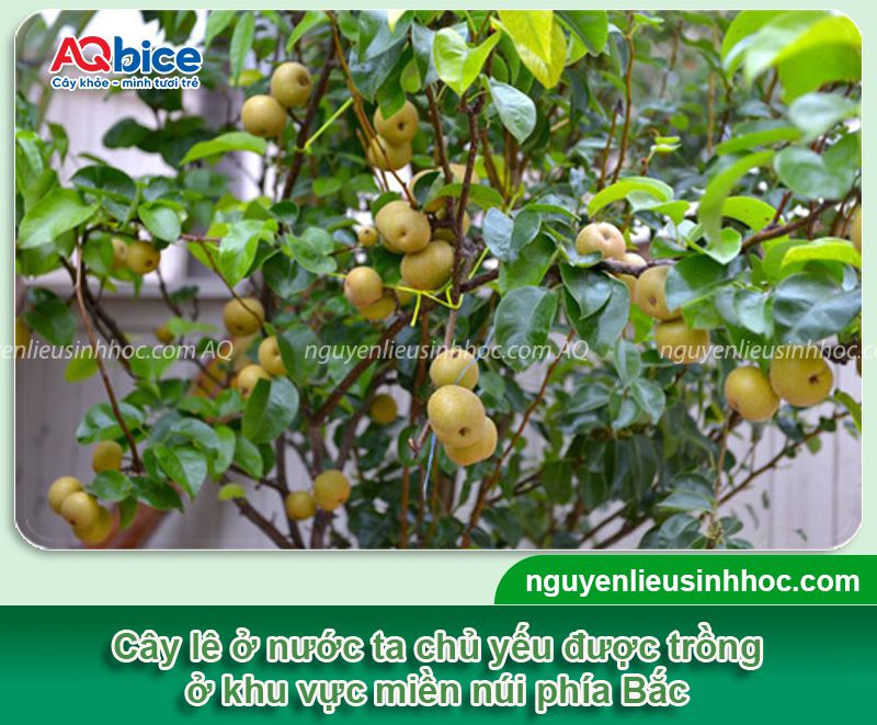 Trồng cây lê ở miền Bắc đúng kỹ thuật cho quả giòn ngọt 1 Trồng cây lê ở miền Bắc đúng kỹ thuật cho quả giòn ngọt