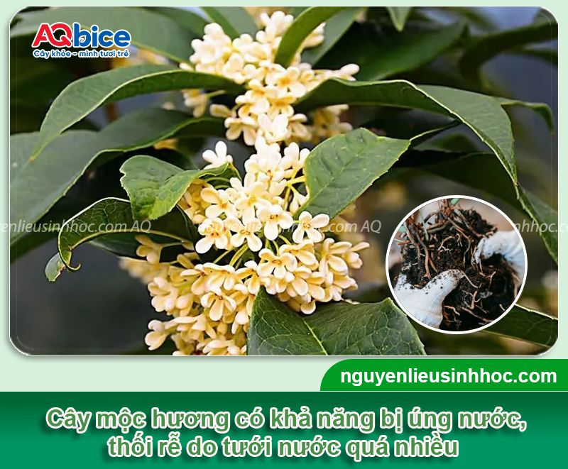 Cây mộc hương bị úng nước: Nhận biết và xử lý kịp thời