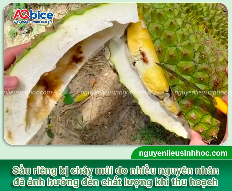 Sầu riêng bị cháy múi: Nguyên nhân và cách khắc phục